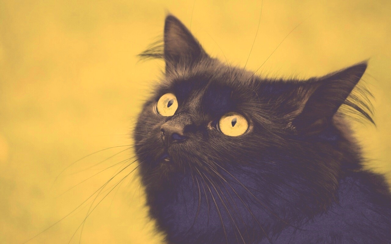 Чёрный котик с зелёными глазками обои