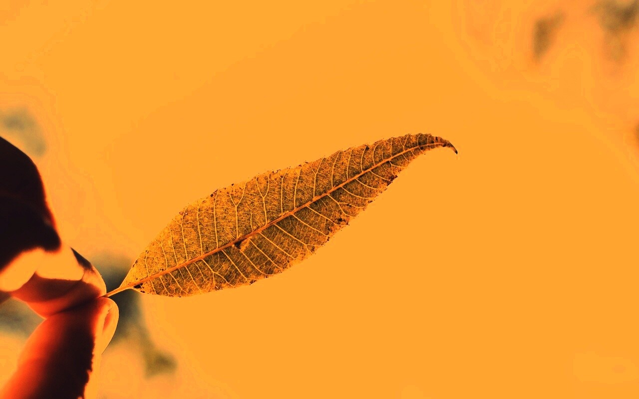 Листик в пальцах обои