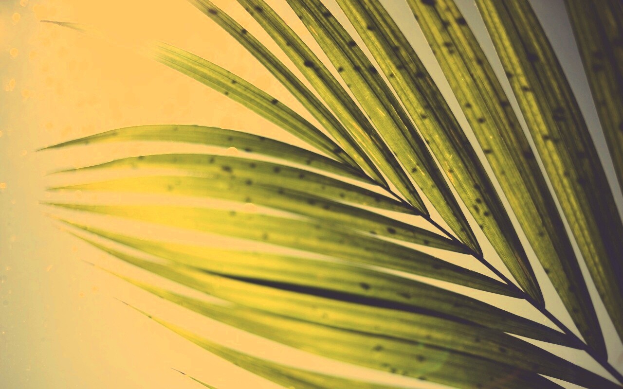 Солнце просвечивает сквозь пальмовый лист обои