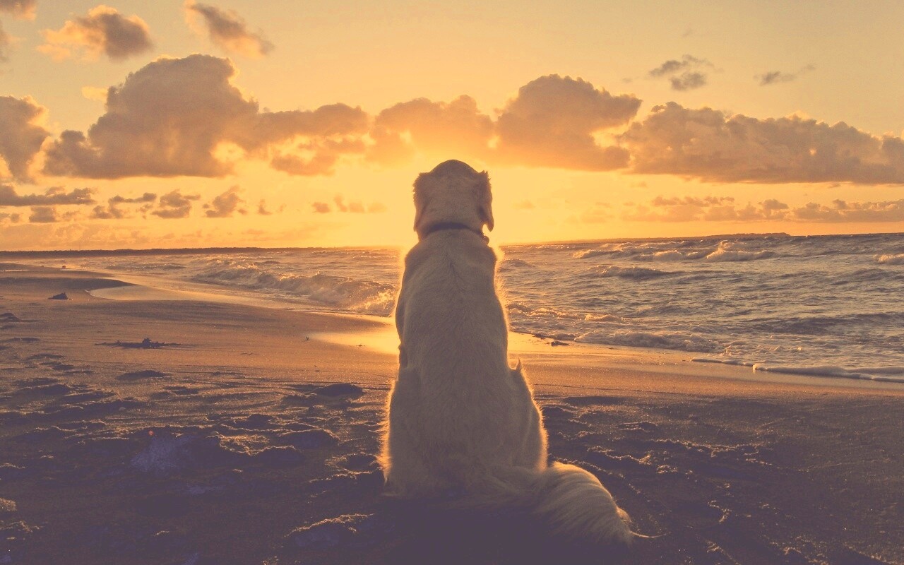 Собака наблюдающая закат на пляже обои