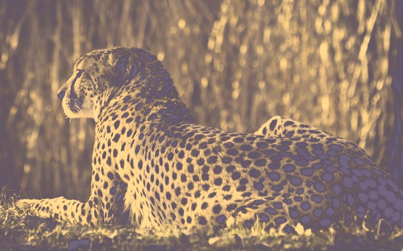 Гепард обои