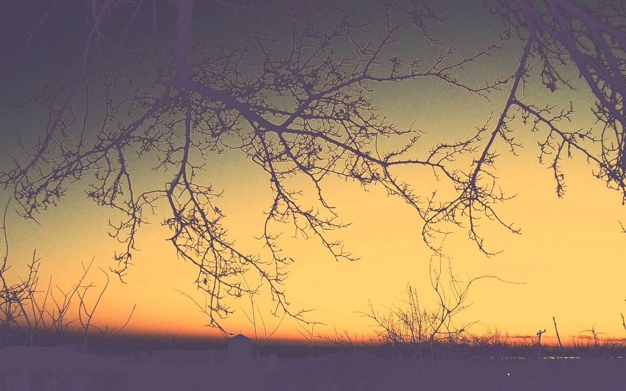 Закат сквозь ветки деревьев обои