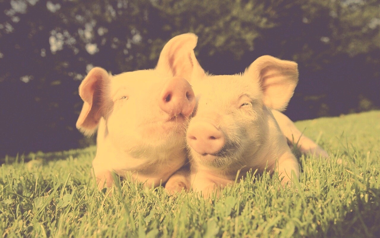 Два поросёнка обои