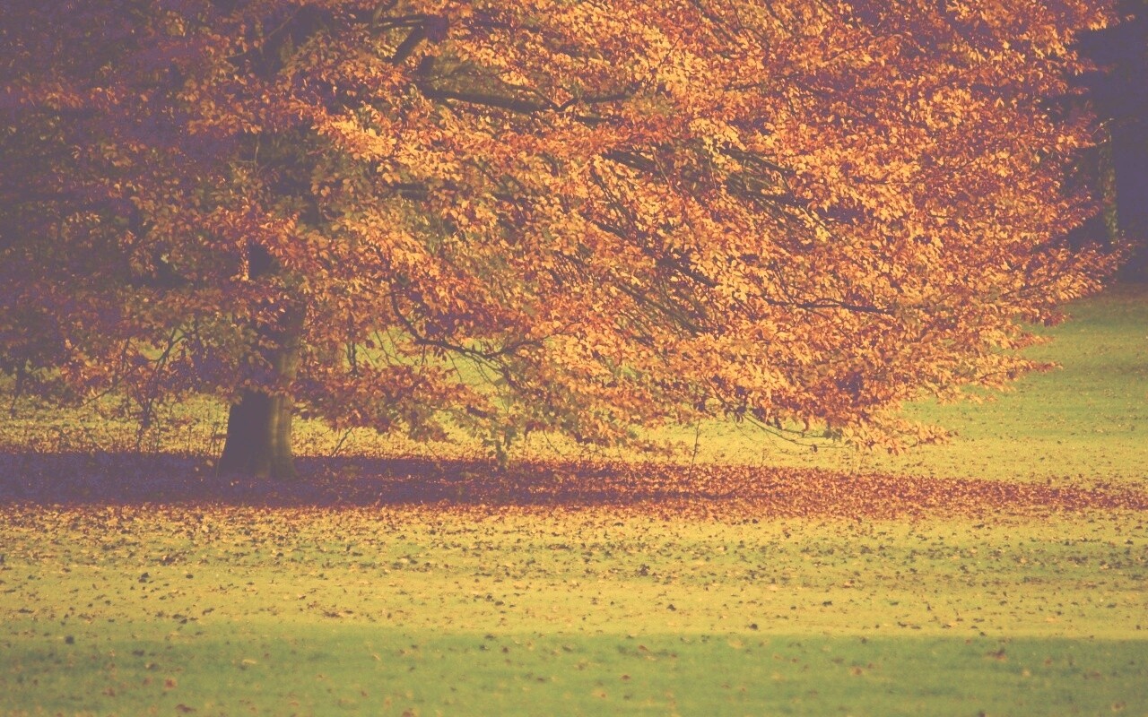 Пожелтевшее дерево с облетающей листвой обои