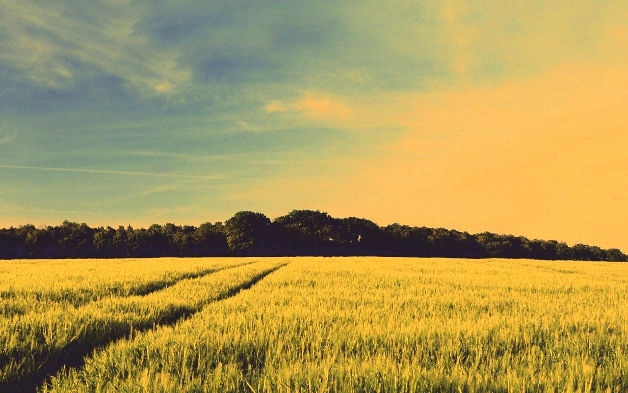 Следы колеи в поле обои