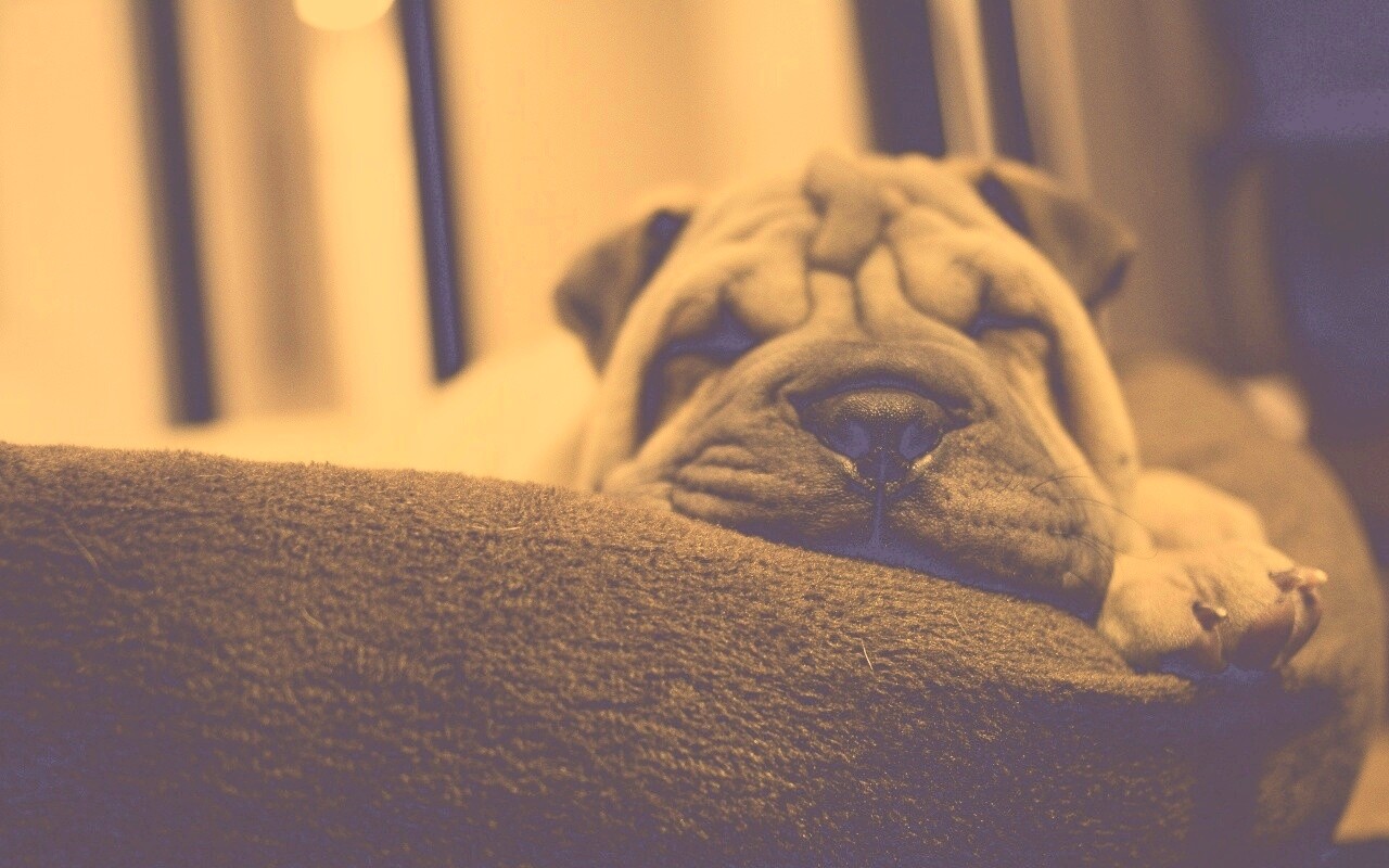 Щенок шарпея спит обои