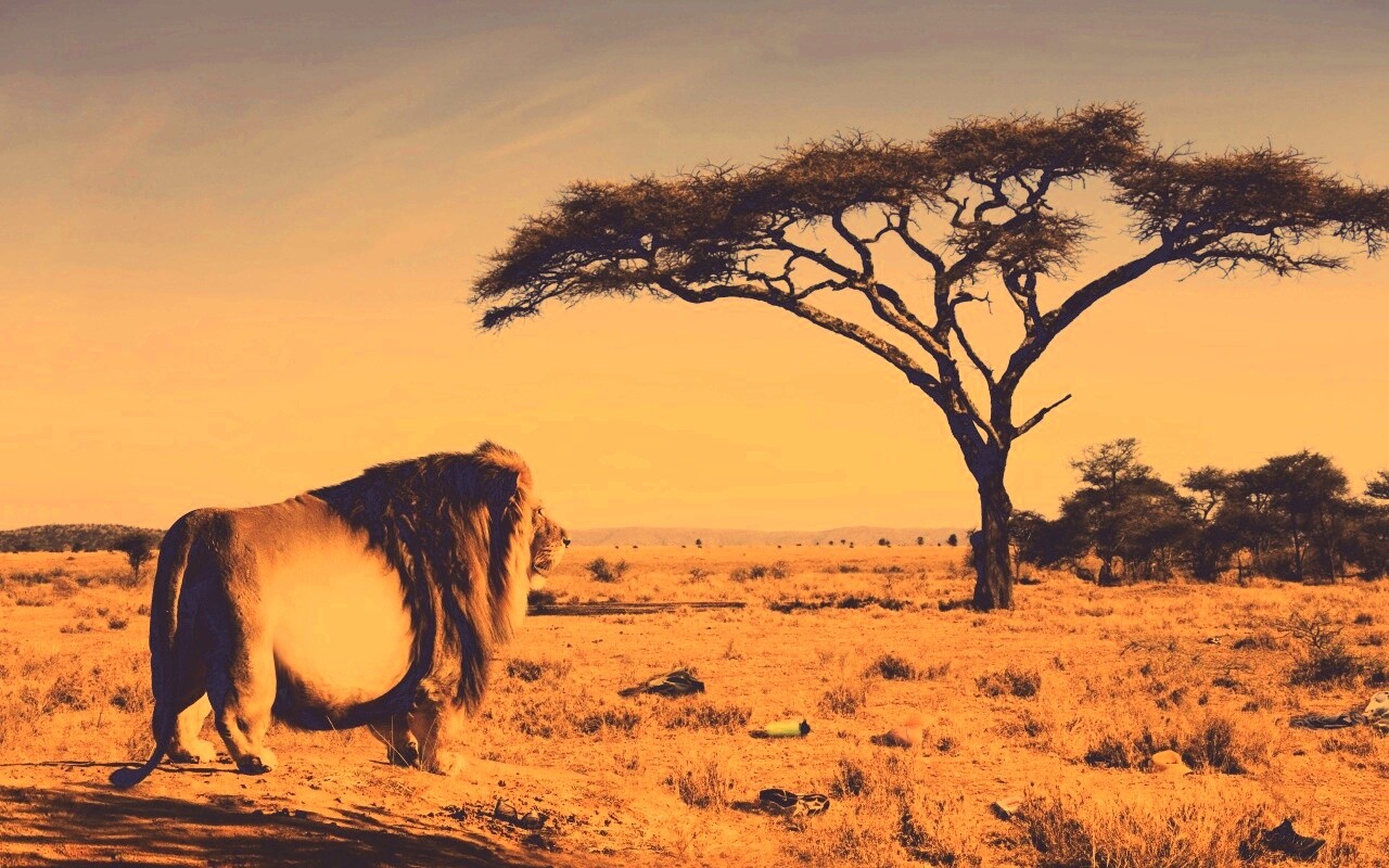 Толстый лев обои