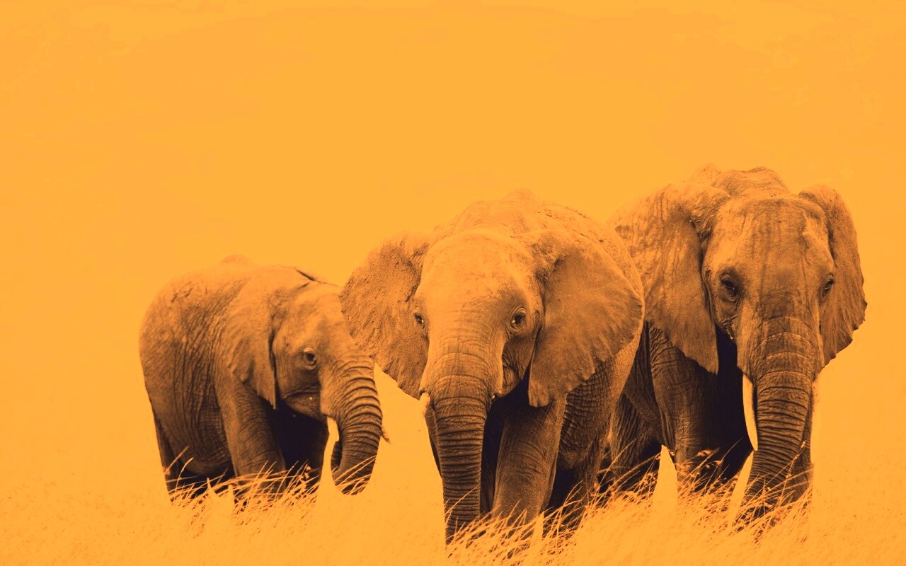 Слон, слониха и слоненок обои