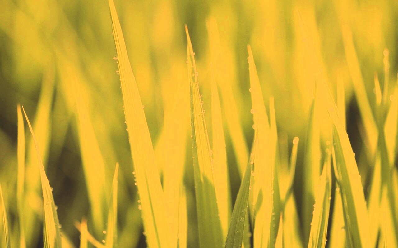 Яркая зеленая трава обои