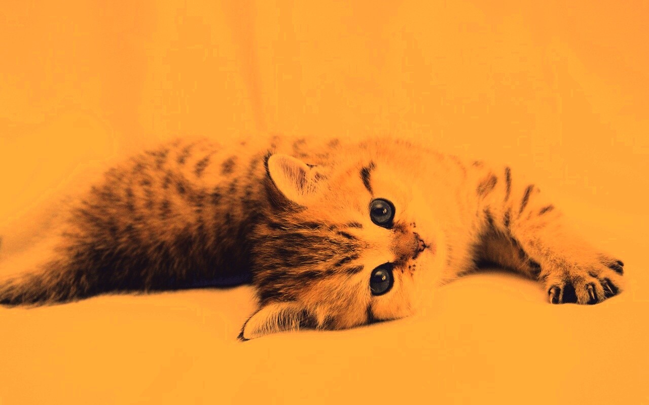 Рыжиый котенок с синим глазами обои