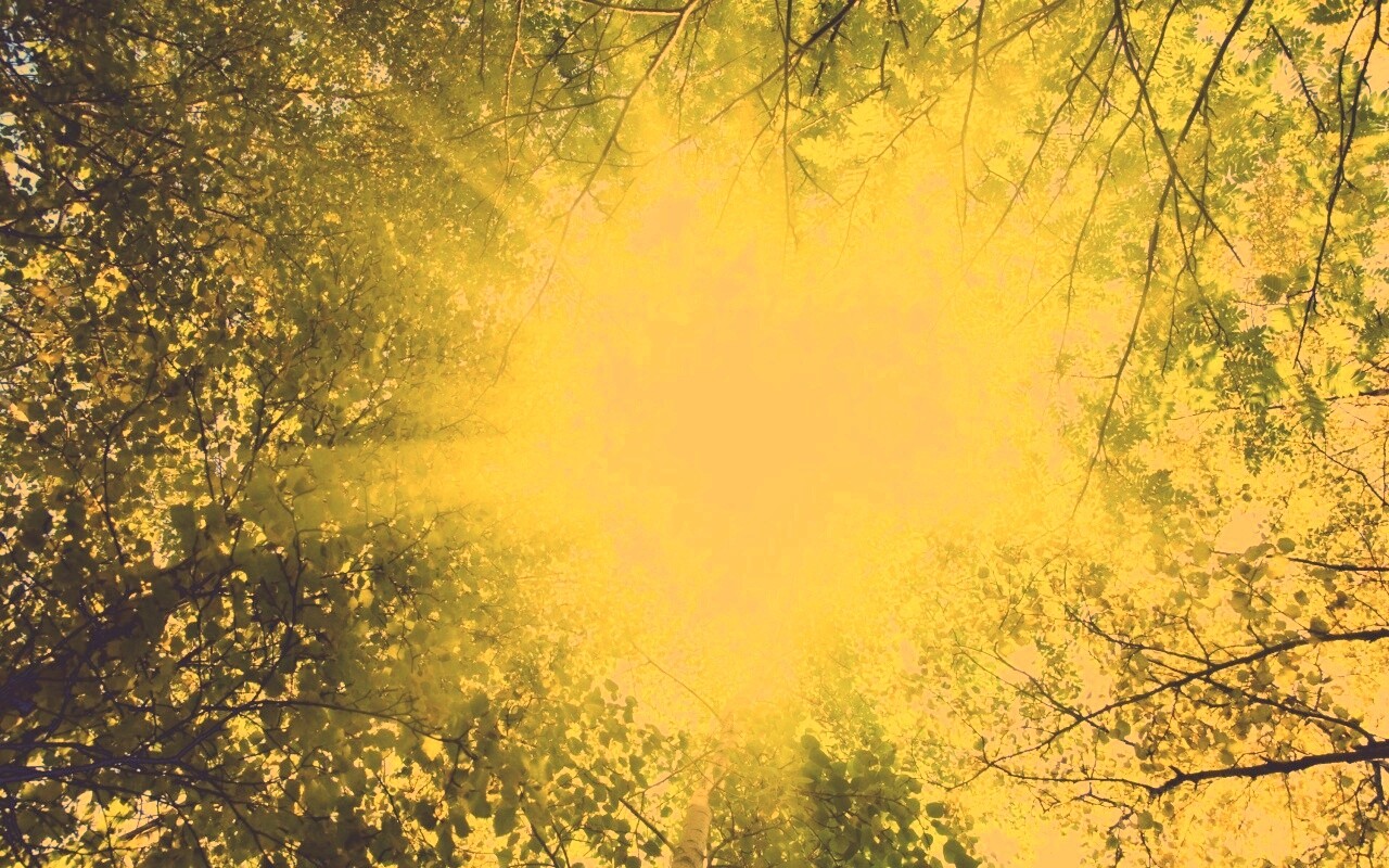 Яркий зеленоватый свет пробивающийся сквозь листву обои