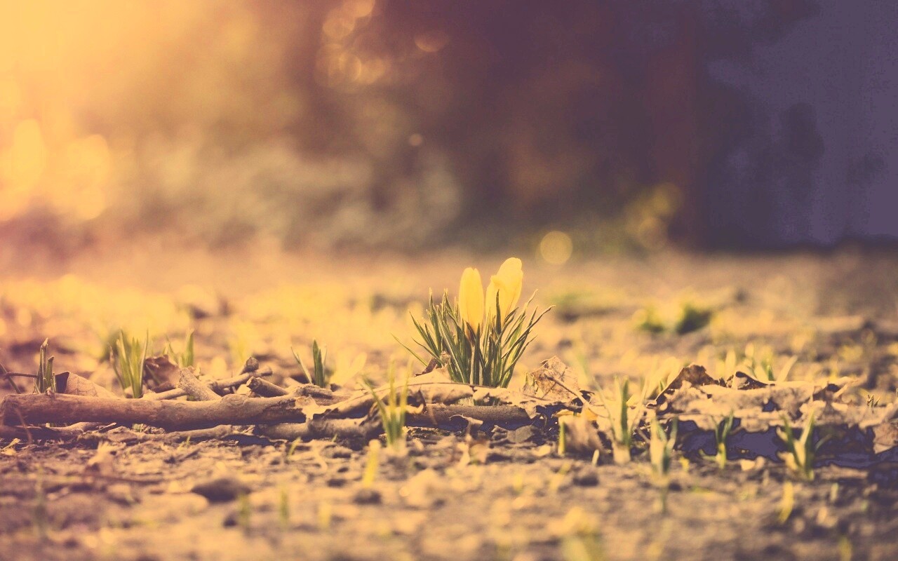 Весенняя трава и цветы обои