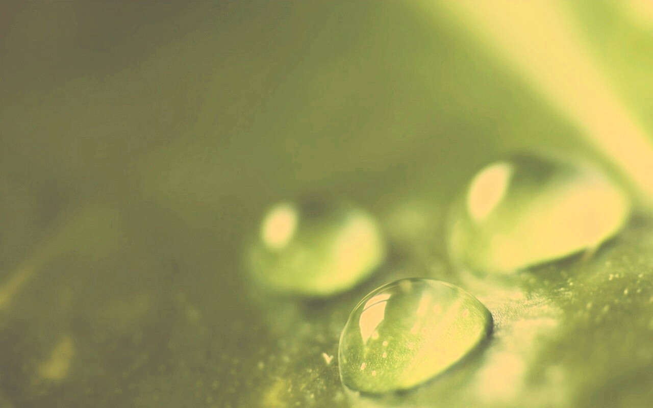 Зеленые капли росы обои