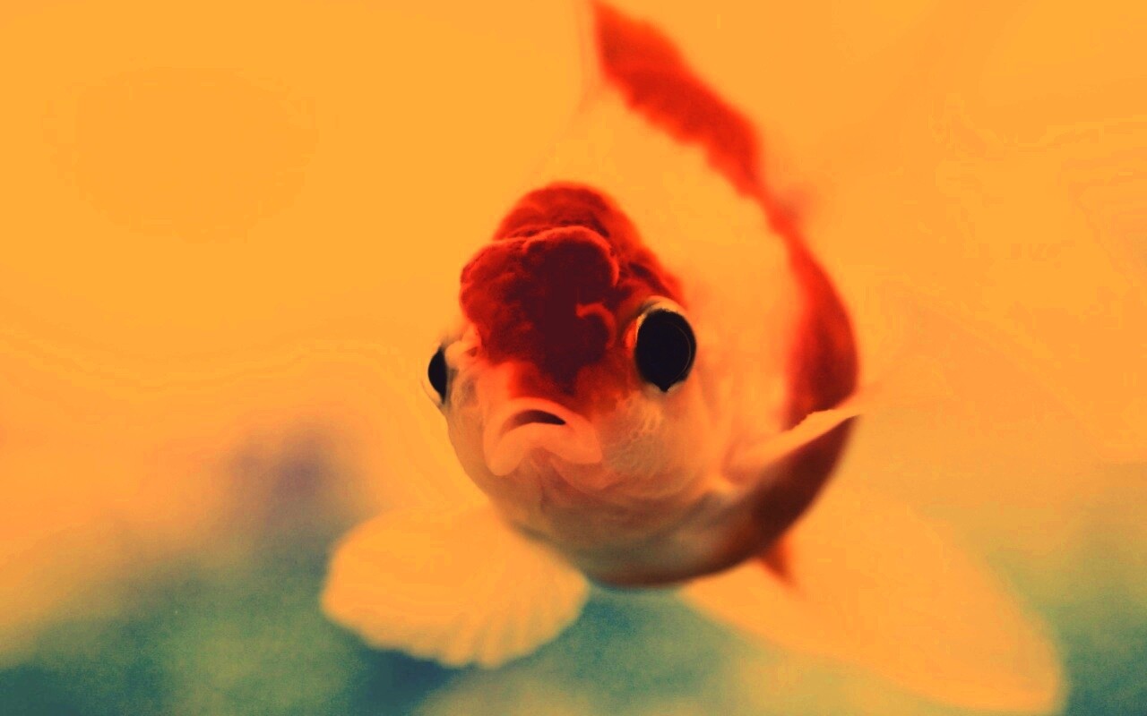 Аквариумная золотая рыбка обои