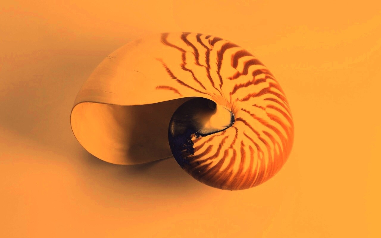 Ракушка в полоску обои