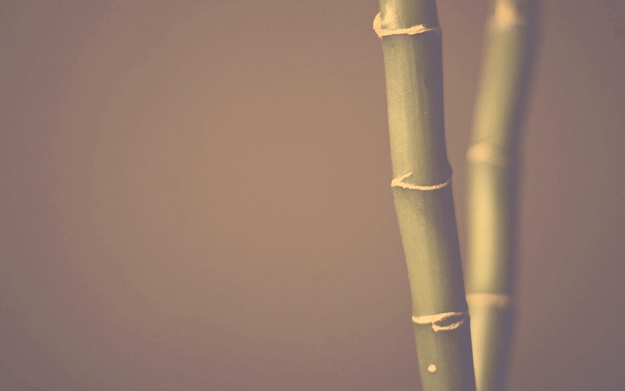 Макро фото стебля бамбука обои