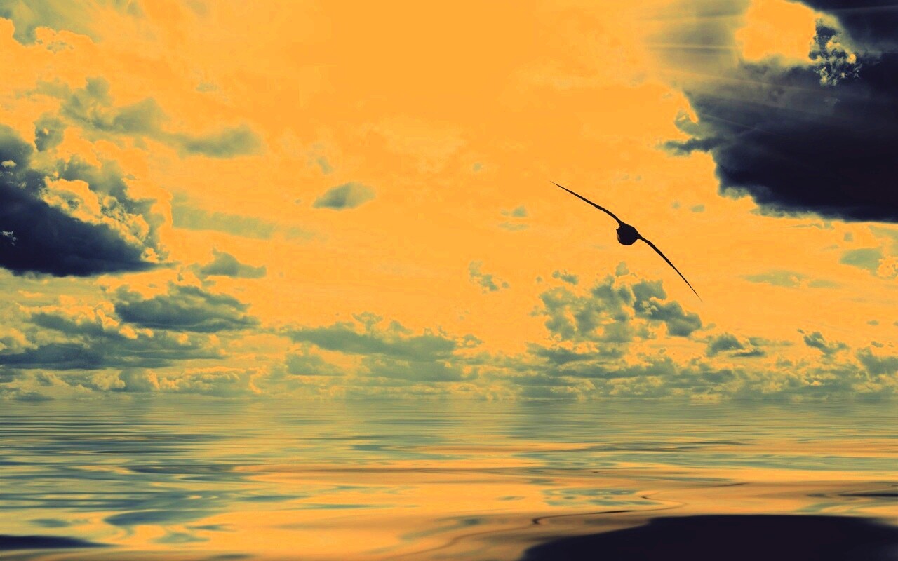 Лети как птица над волнами обои