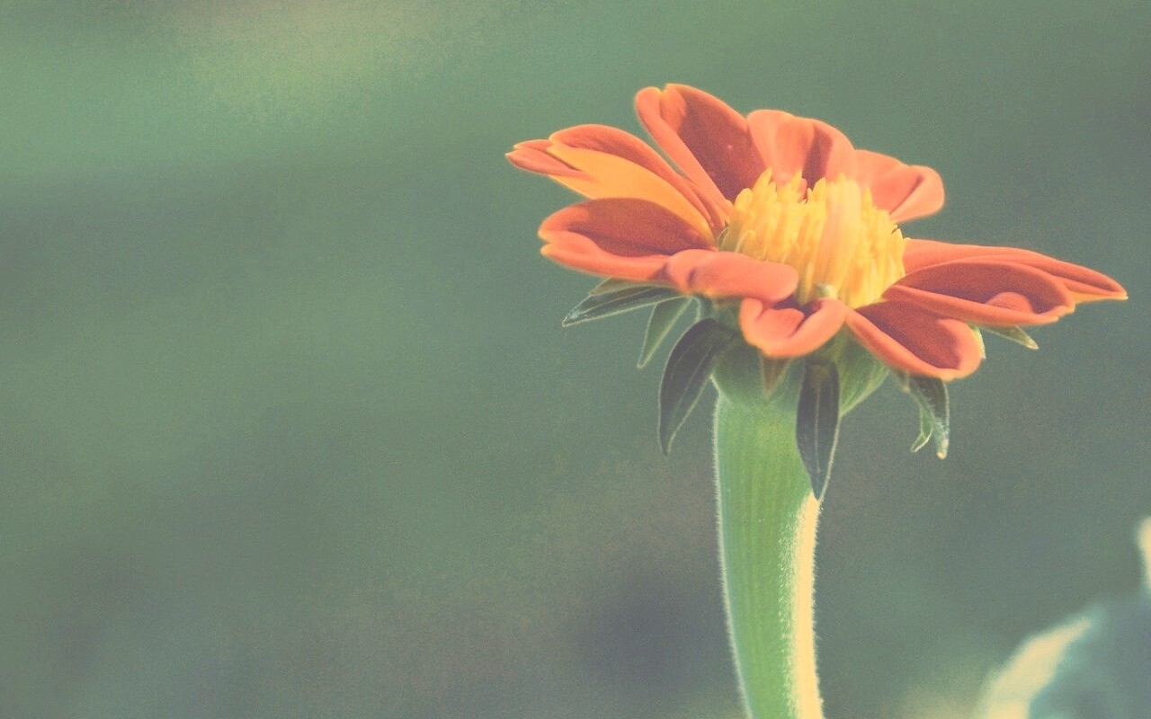 Красивый красный цветок обои