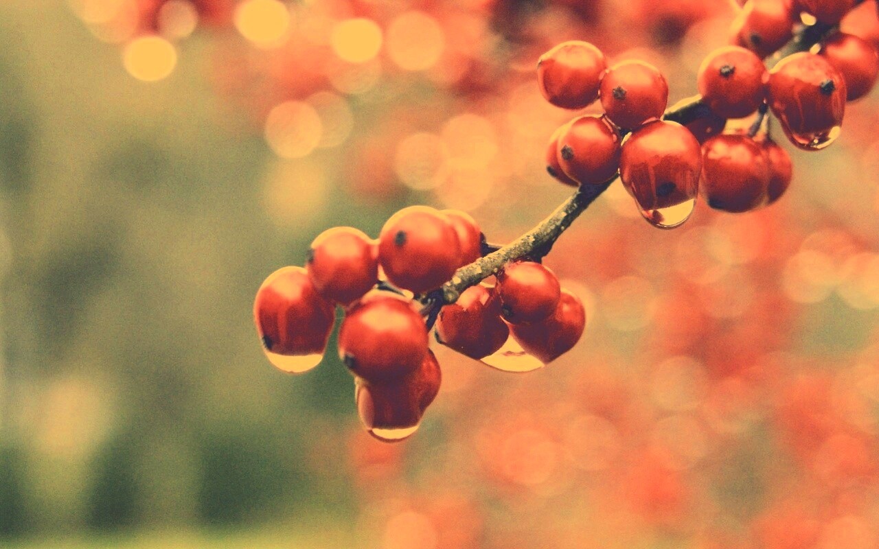 Капли росы на ягодах рябины обои