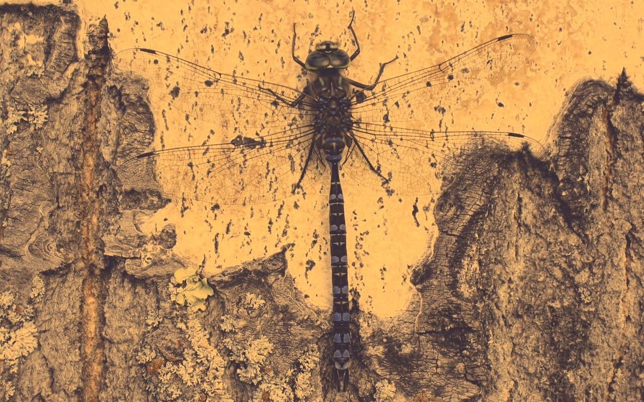 Стрекоза на дереве обои