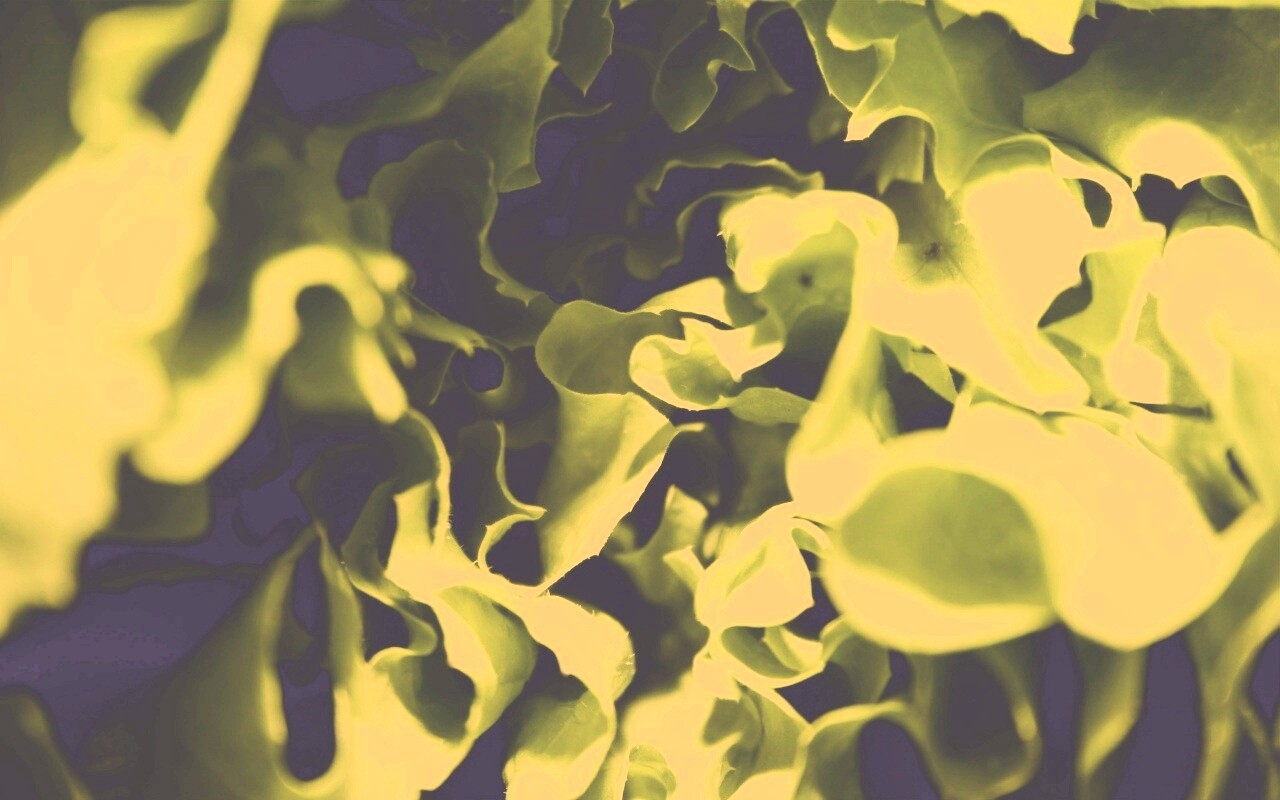 Зеленая листва обои