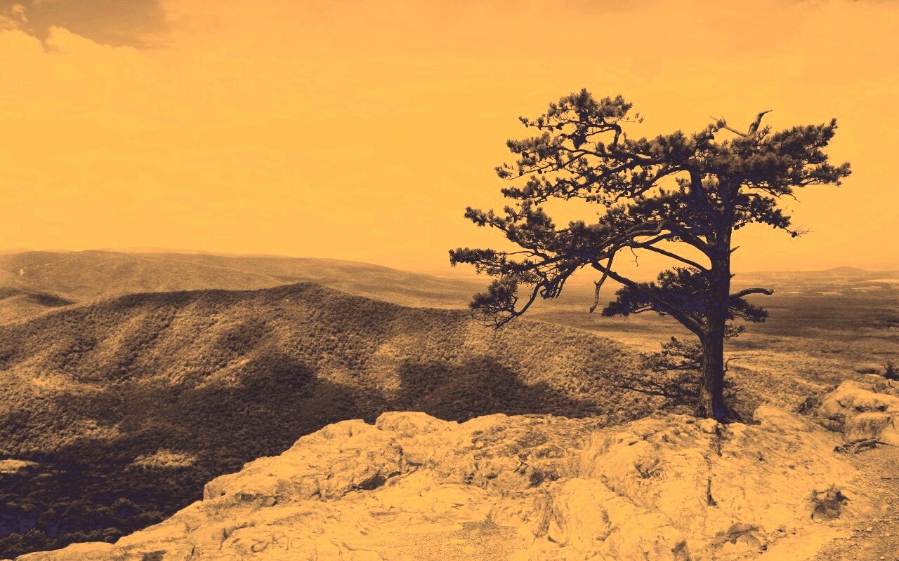 Горное дерево в черно-белых тонах обои