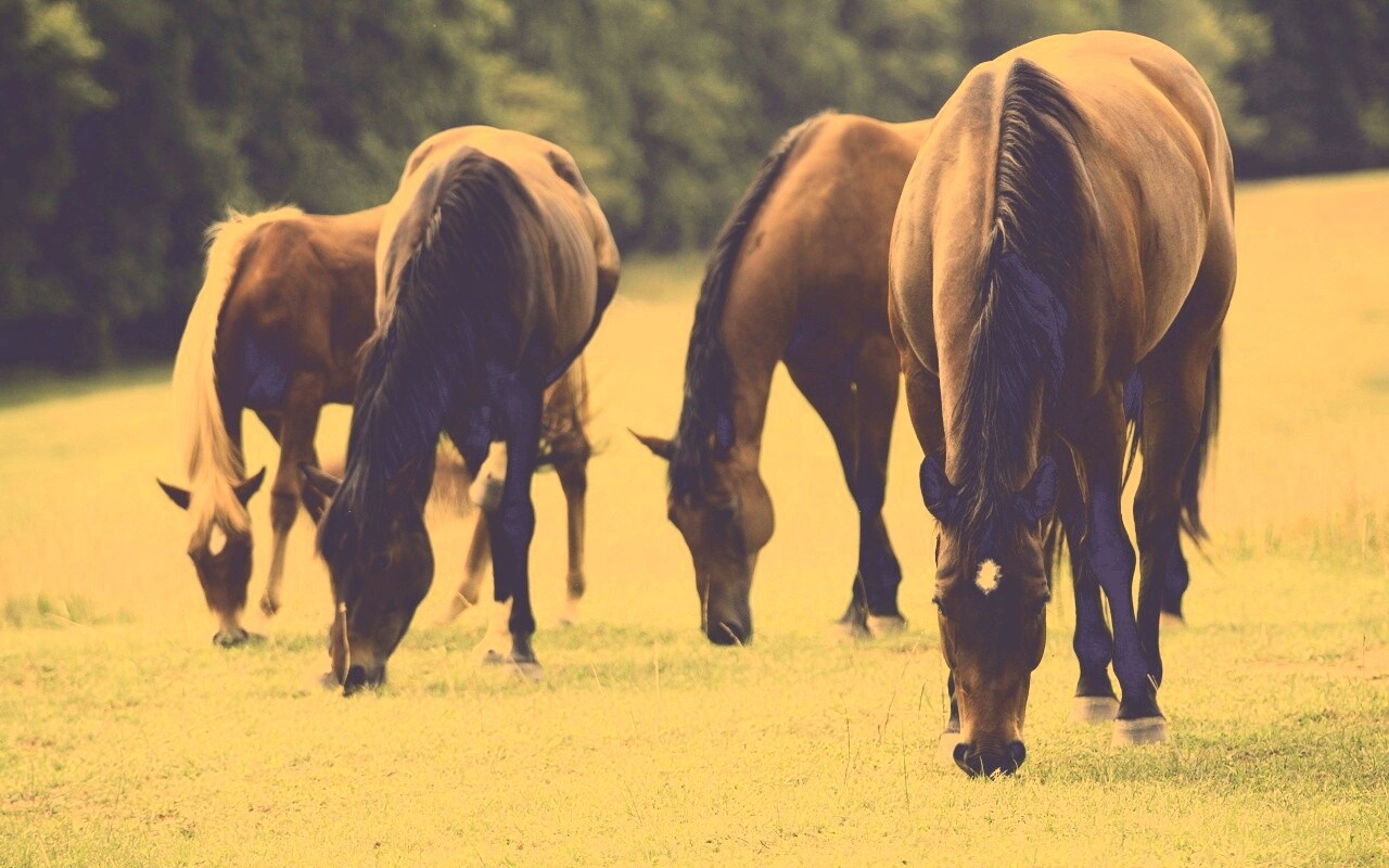 Время пощипать травку обои