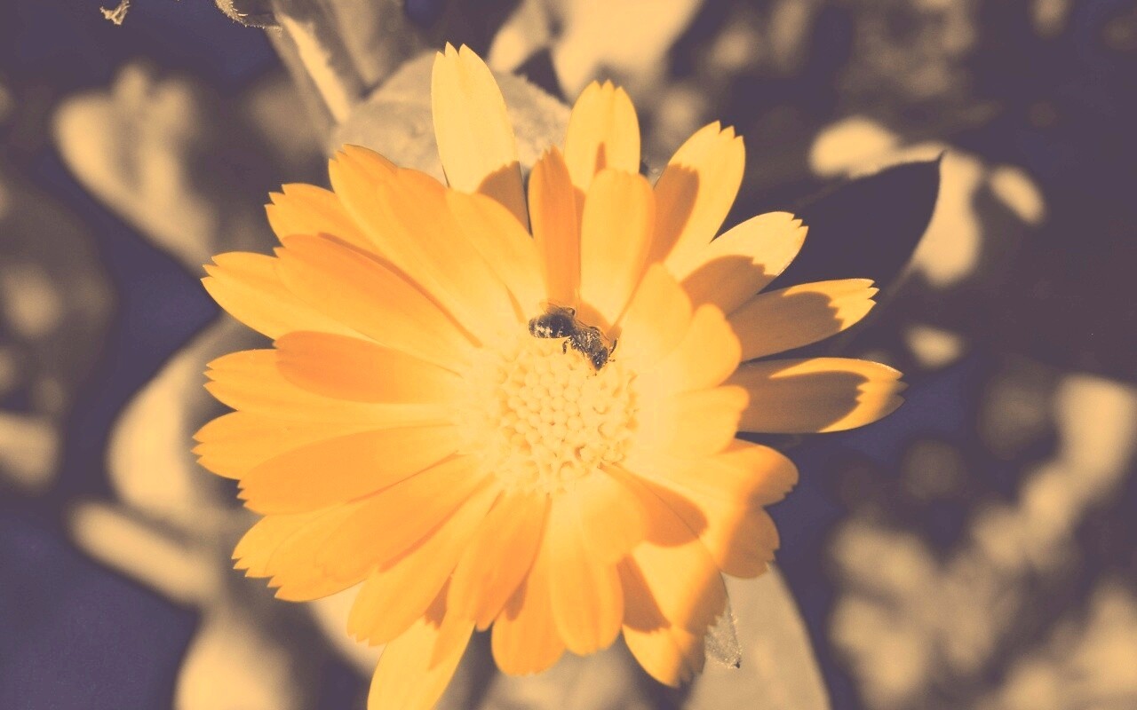 Оса на цветке обои