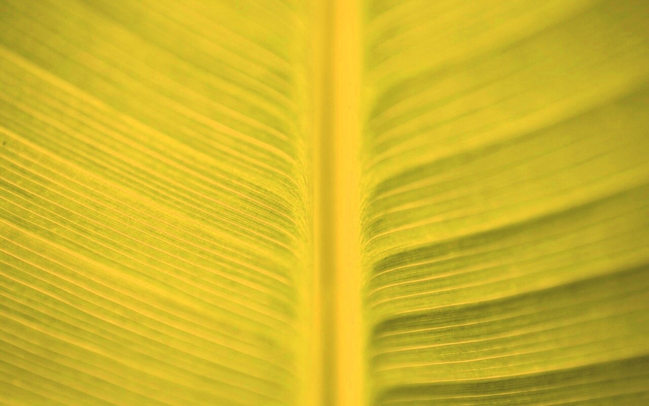 Макро фото листа обои