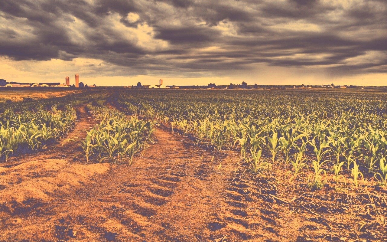Кукурузное поле у фермы обои