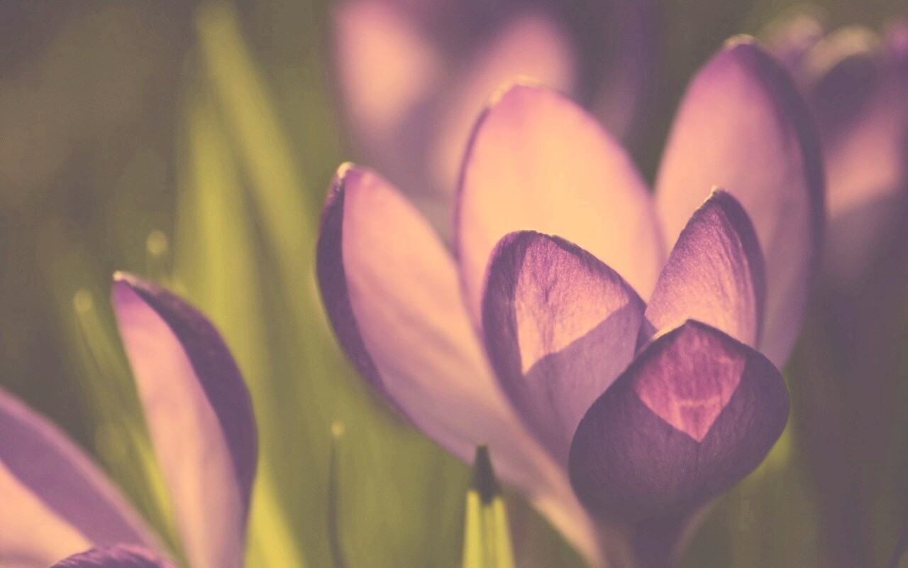 Фиолетовый крокус обои