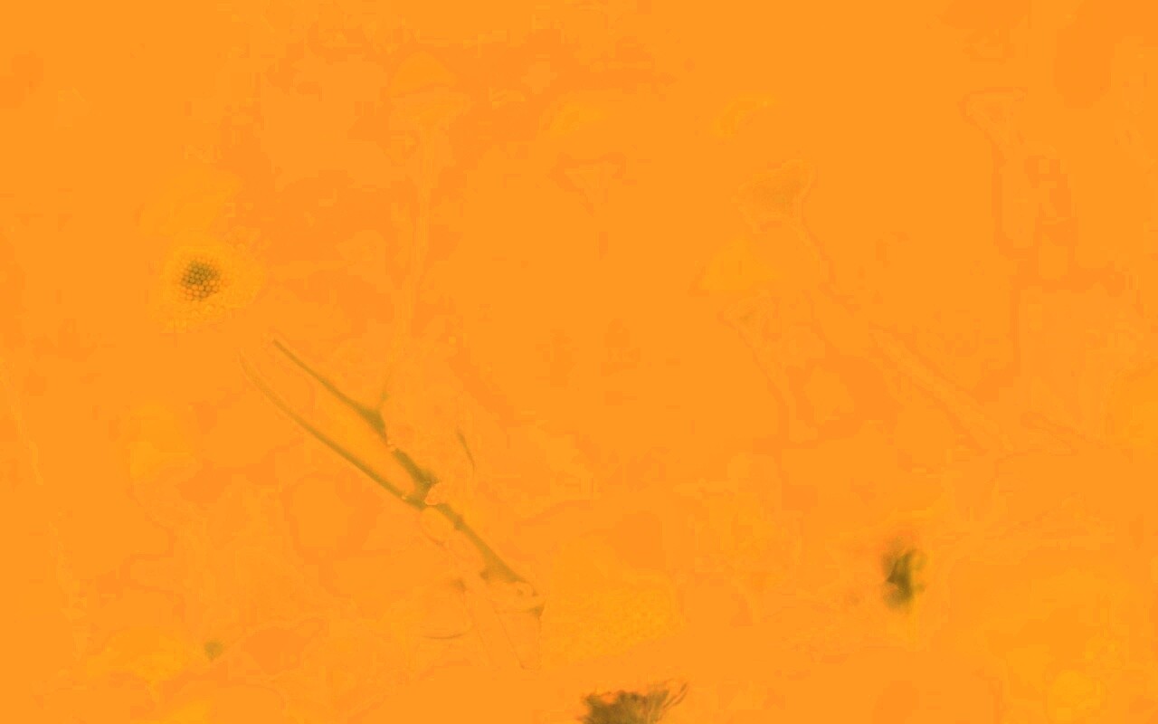 Летние цветы в лучах света обои