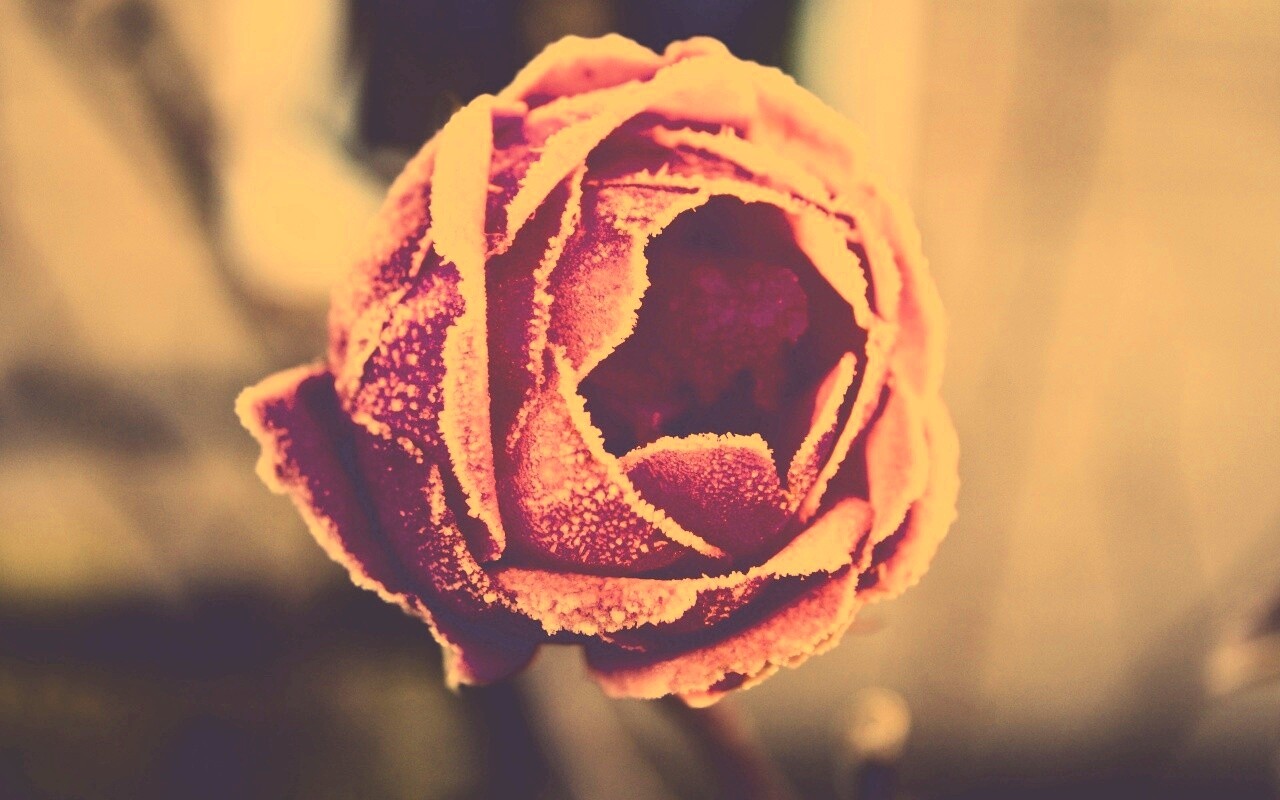 Роза в иние обои