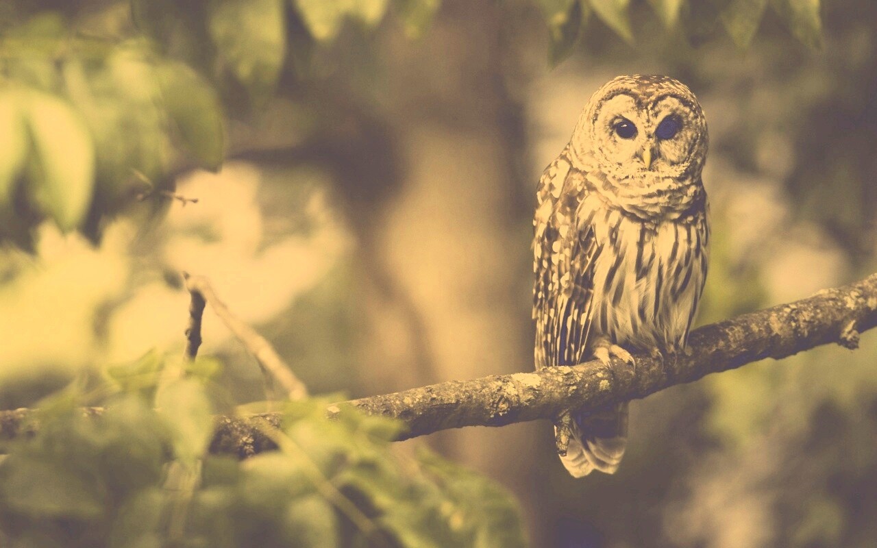 Сова на ветке обои
