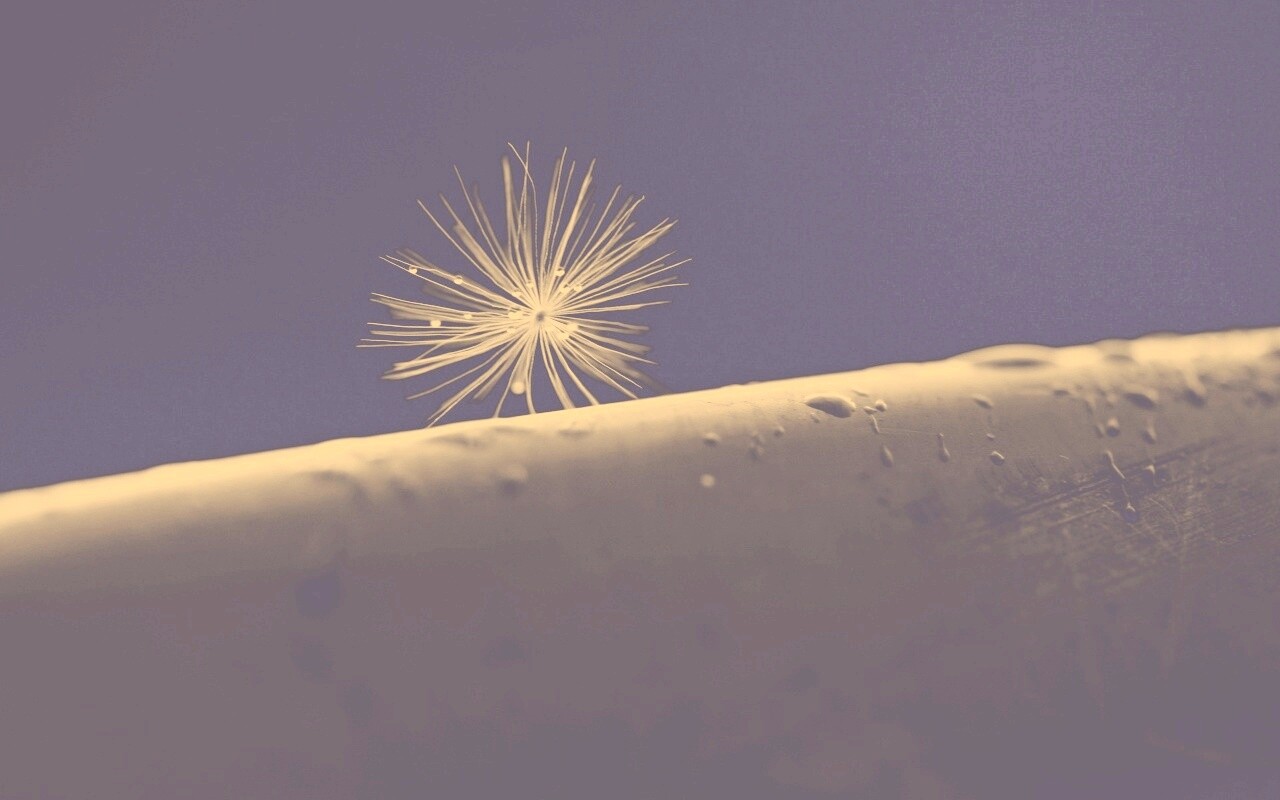 Прилипшая пушинка обои