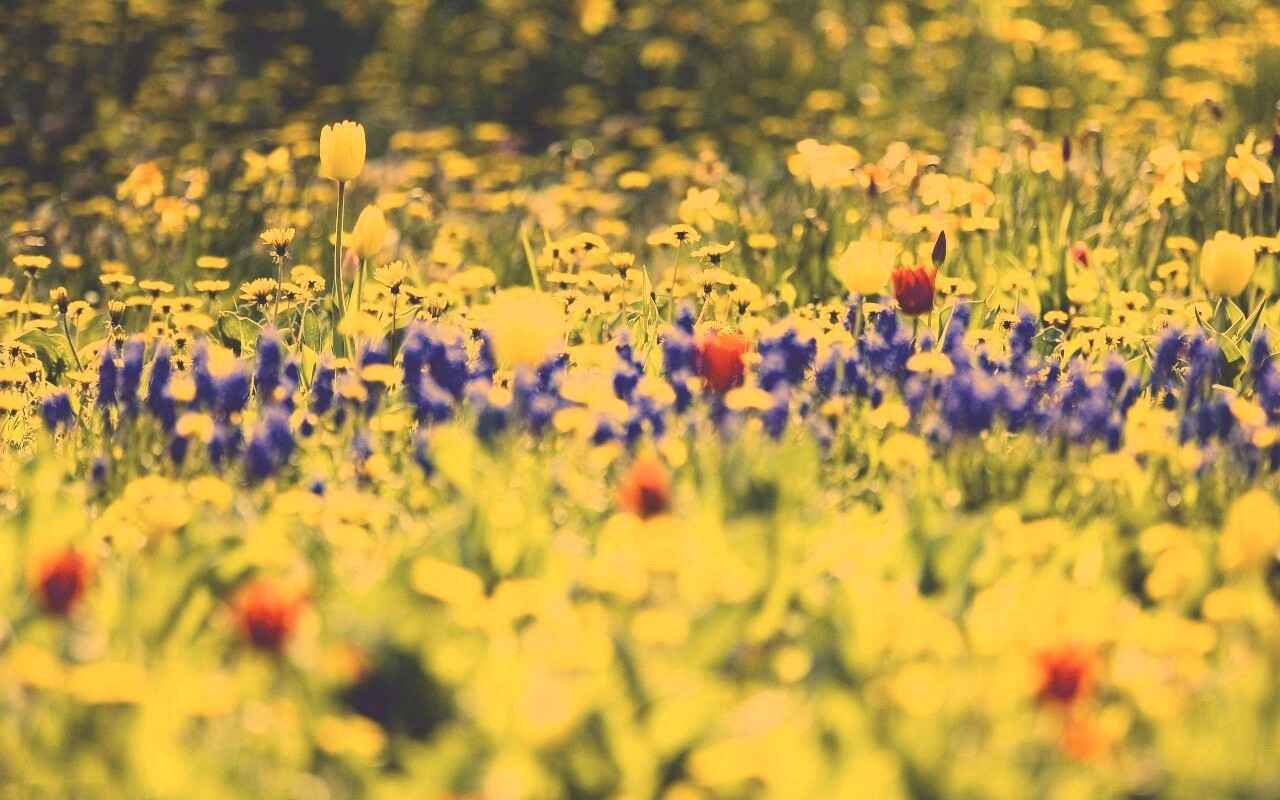 Все краски весны обои