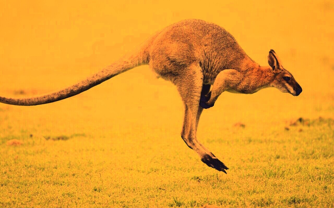 Кенгуру обои