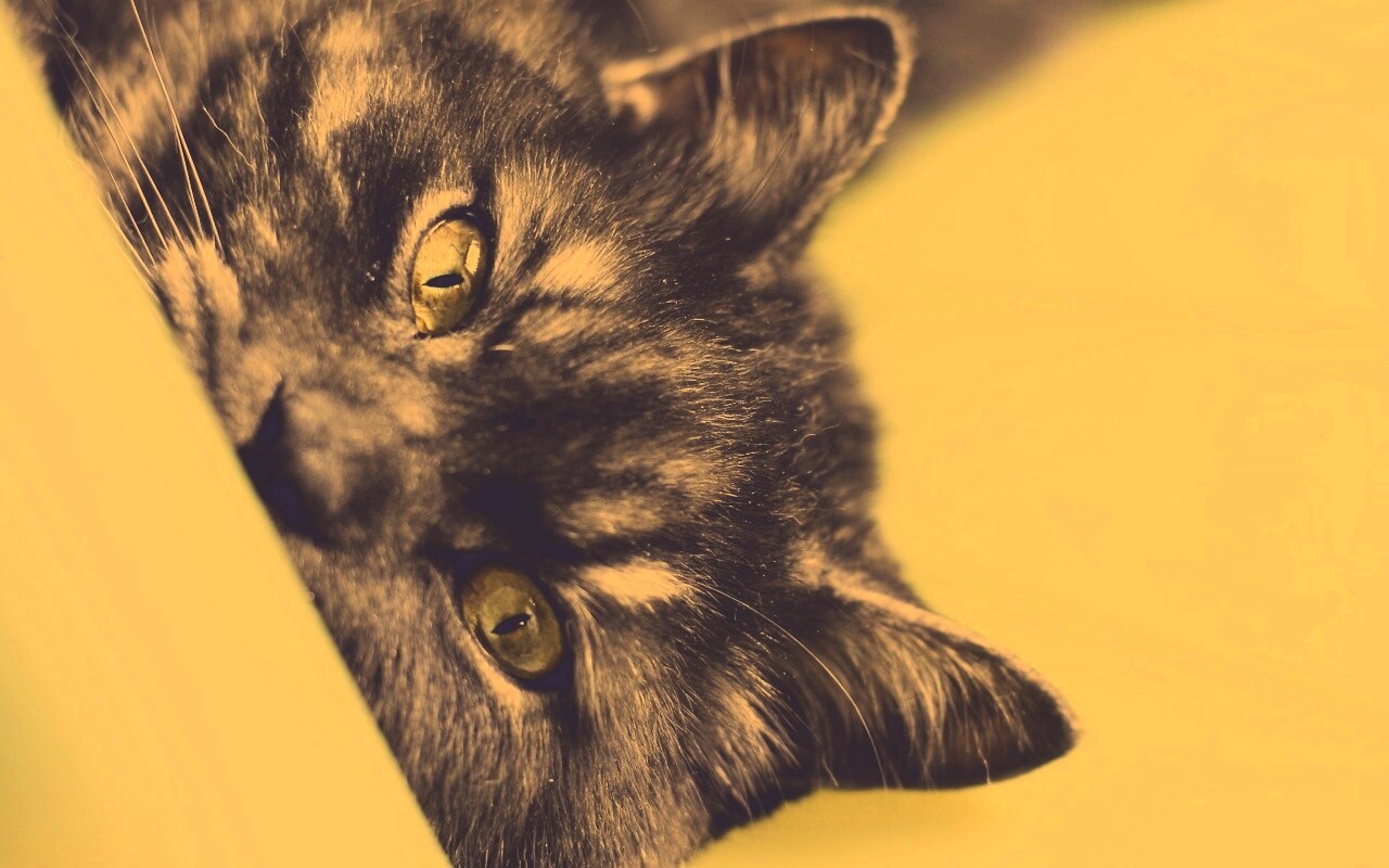 Глаза и уши обои