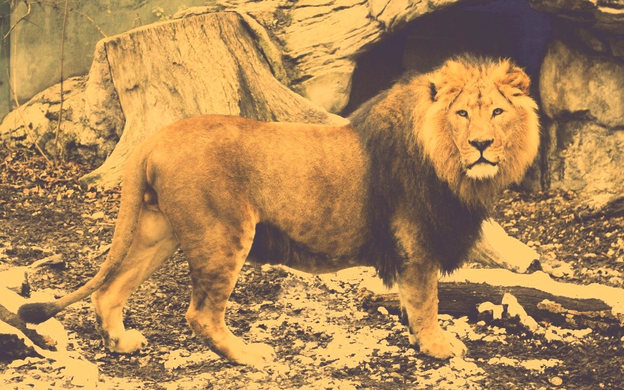 Красивый лев в лесу обои