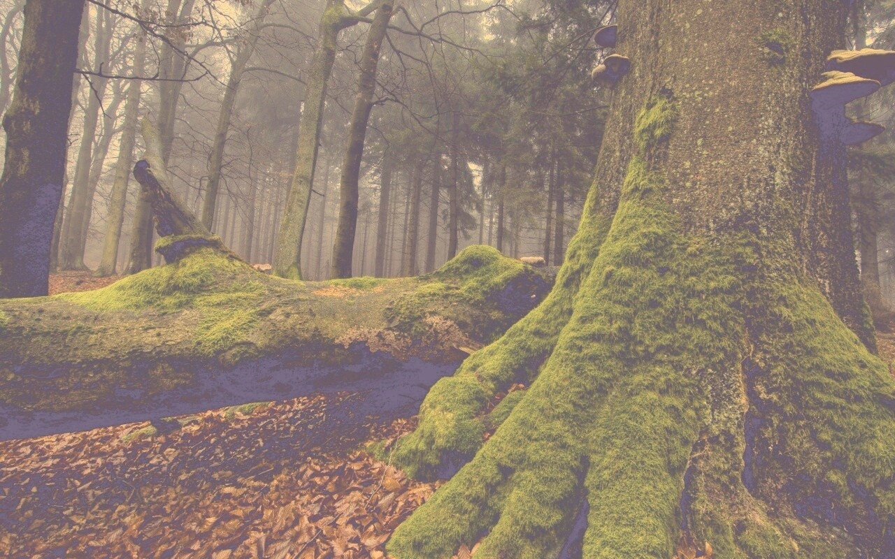 Дерево, поросшее мхом обои