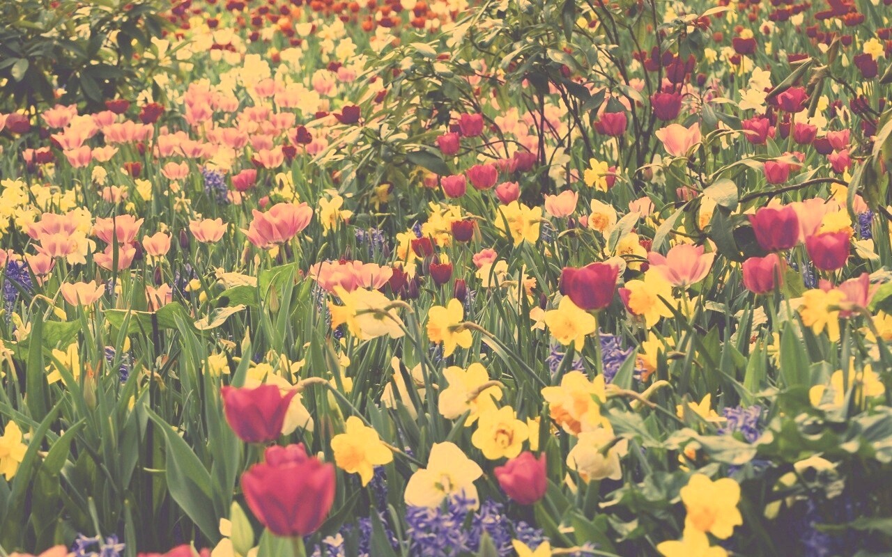 Поляна со множеством цветов обои