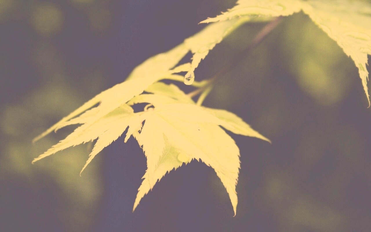 Капля на листе обои