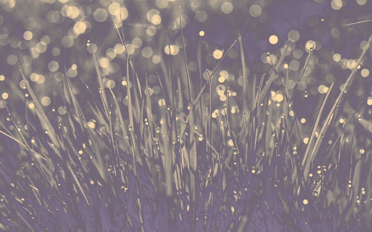 Трава ночью обои