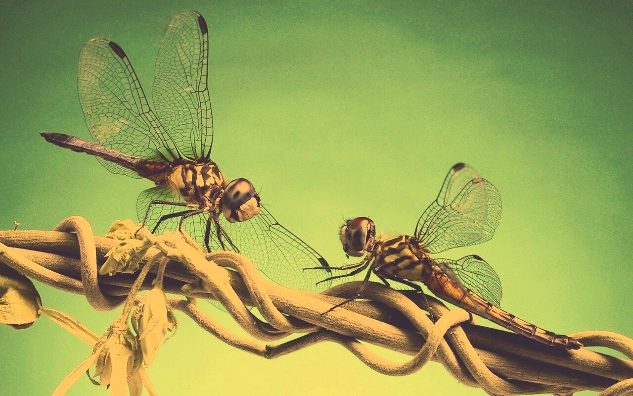 Две стрекозы обои