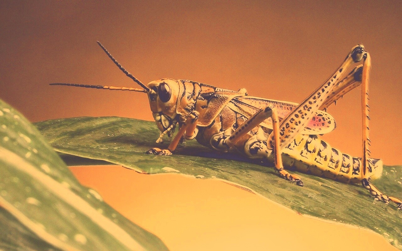 Сверчек на листе обои