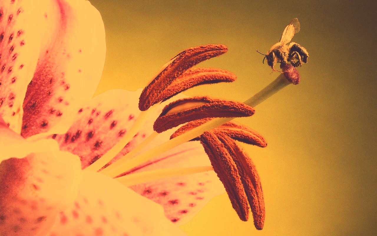 Трудолюбивая пчела на прекрасном цветке обои