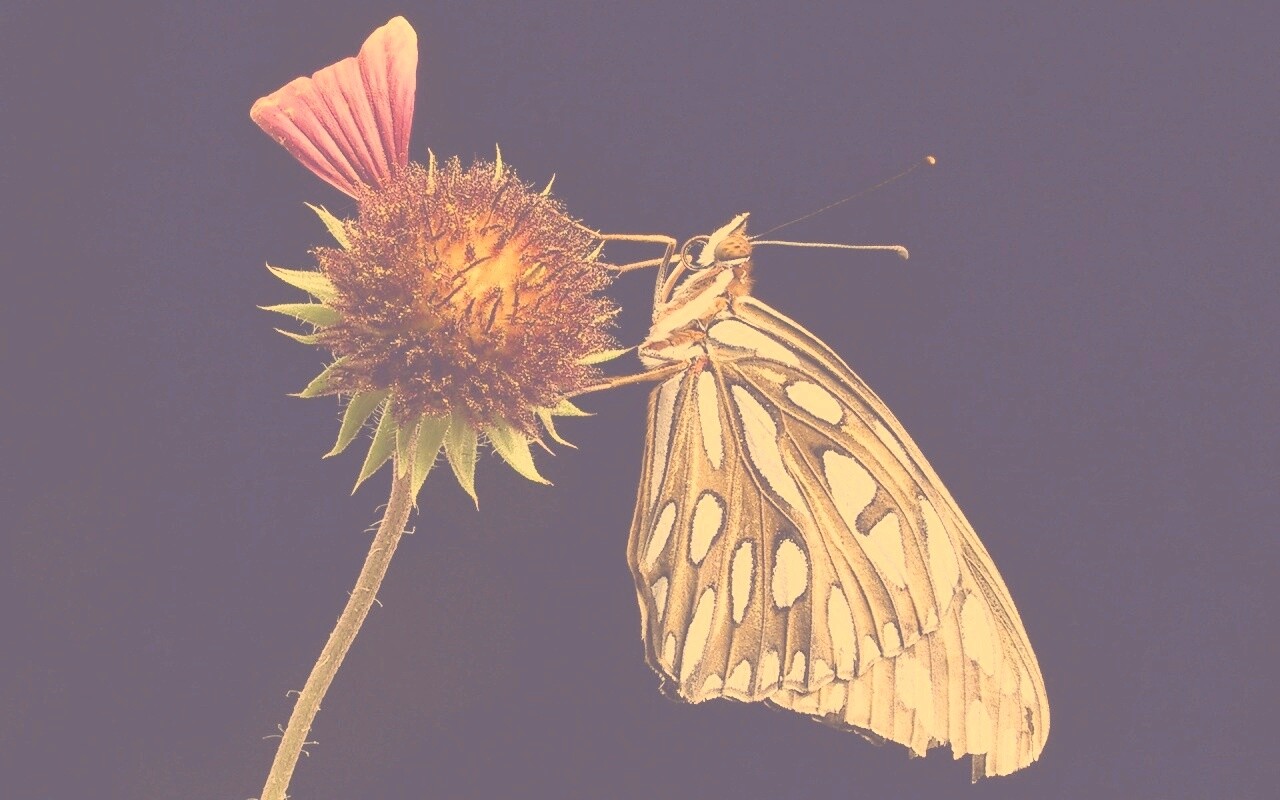 Бабочка на цветке обои