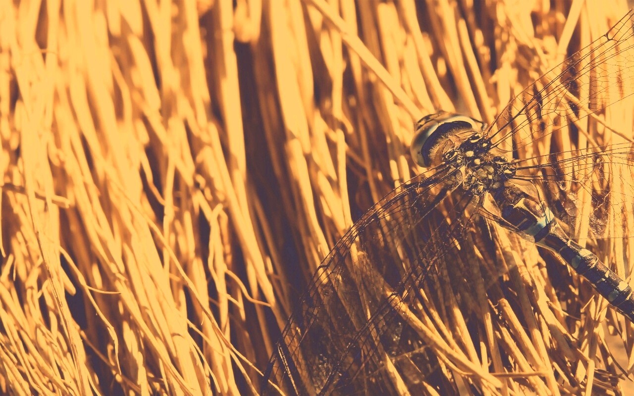 Стрекоза на сене обои