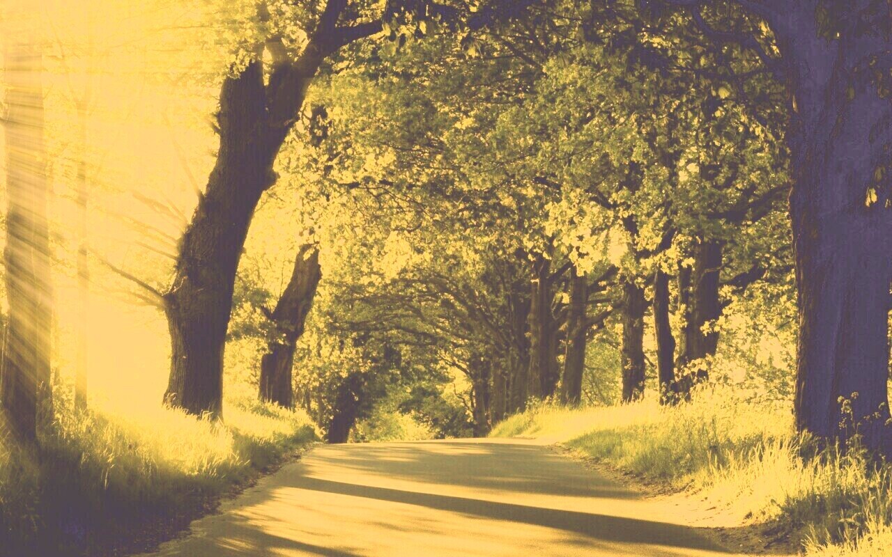 Зеленая аллея обои