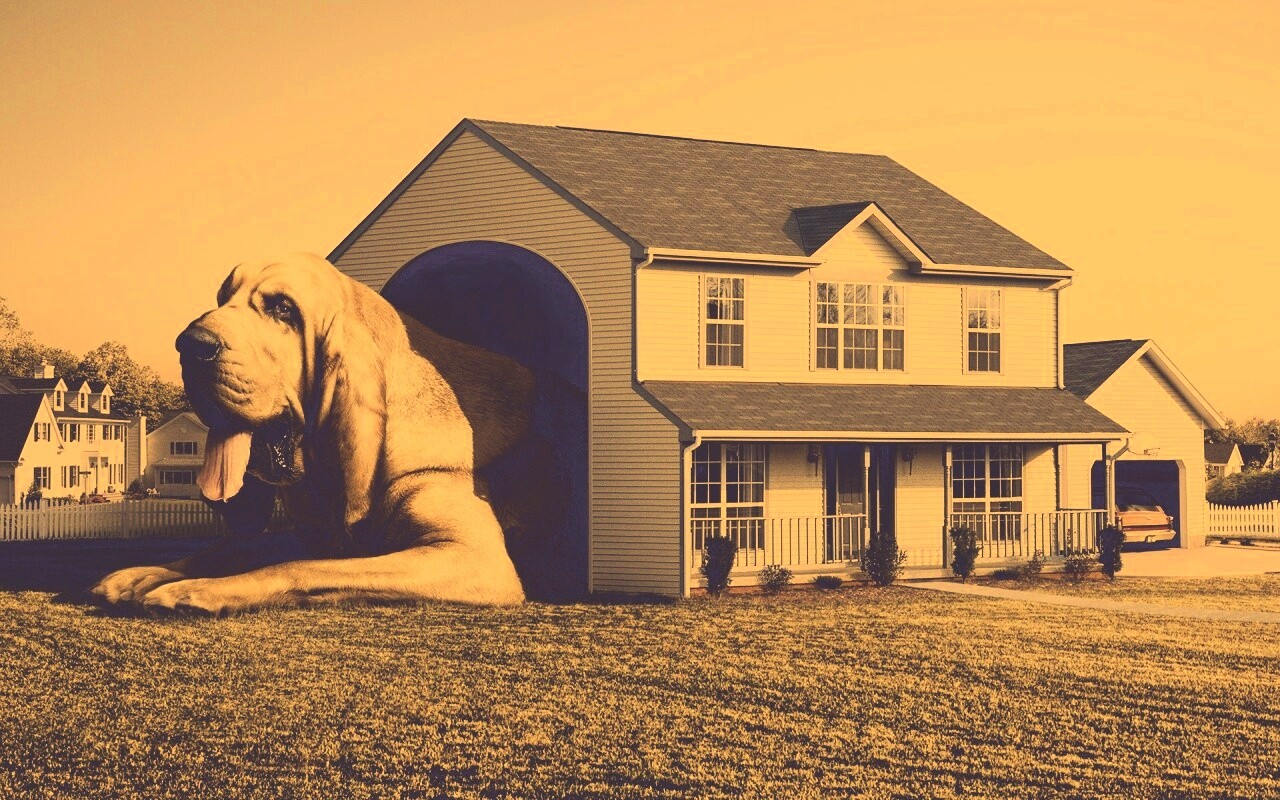 Действительно большая собака обои